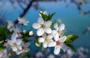 пролет, слънчево време, прогноза