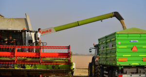 Скромно увеличение на световното производство на пшеница през 2025 г. предвижда ранната прогноза на ФАО