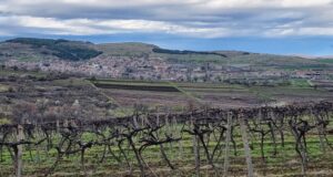 Тази година ДФЗ дава 1,2 млн. лева на земеделските стопани за производство на семена и посадъчен материал