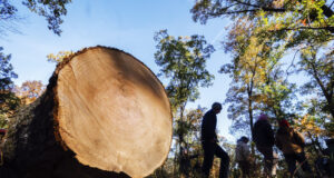 Организация на частни собственици на горски площи във Франция се надига срещу кражбите на дървен материал в страната