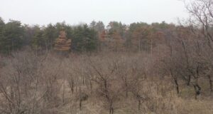 България изостава с възобновяването на горите, а качеството на дървесината се влошава, предупреждават от БКДМП