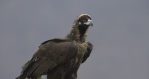 Два египетски лешояда са били отровени, съобщиха от Българското дружество за защита на птиците