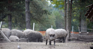 Животновъдите ще получат 84 млн. лева за хуманно отношение към свине и птици