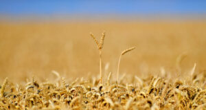 Износът и вносът на селскостопански и хранителни продукти на ЕС достигнаха рекорд през 2024 г., по данни на Еврокомисията