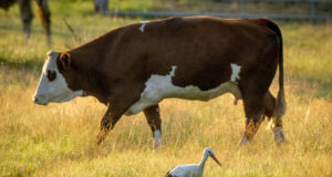 Крава проникна в казарма в Германия