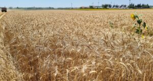 Митинг-протест против новите геномни техники в земеделието ще се състои утре в София