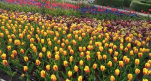 Парадът на лалета в Университетската ботаническа градина в Балчик е в своя пик