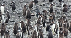 Пингвините - неочакван талисман на противниците на митата, въведени от Тръмп