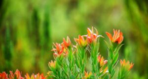 Времето пролет