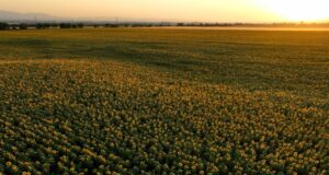 Растежа на котировките на растителното масло компенсира по-ниските цени на пшеницата, царевицата, ориза и захарта през март, отчита ФАО