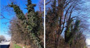 Средните минимално необходими годишни разходи за парк „Врана“ са приблизително 500 000 лв., според Столична община