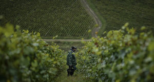 Френски производители на вина от Бургундия се ангажират с постигане на въглеродна неутралност до 2035 г.