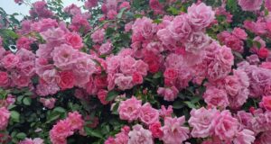 "Градът на розите" в Саудитска Арабия и изкуството да се извличат ароматни вещества от цветята