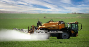 В населени места от община Сандански е в ход акция за унищожаване на скакалци