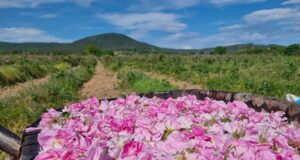 Община Казанлък организира специален транспорт до всички розови градини, в които ще се състои традиционният ритуал „розобер“