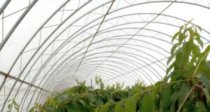 Оранжерийните череши в Сливенско са по 50 лв. за килограм на едро, каза председател на Сдружението "Българска праскова"