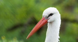 пролет, щъркел, температури