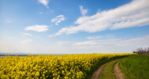 Посевите в Бургаско не са пострадали сериозно от падналата градушка, казаха за БТА от Съюза на зърнопроизводителите