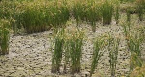 Страната на сушито е изправена пред недостиг и поскъпване на ориза