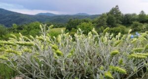 Европейската комисия официално вписа "Странджански билков чай" в Регистъра на географските означения на ЕС