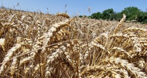 Румъния очаква рекордно производство на пшеница тази година, пише Блумбърг