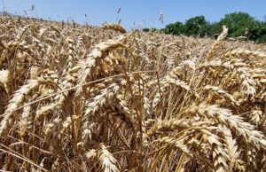 Румъния очаква рекордно производство на пшеница тази година, пише Блумбърг