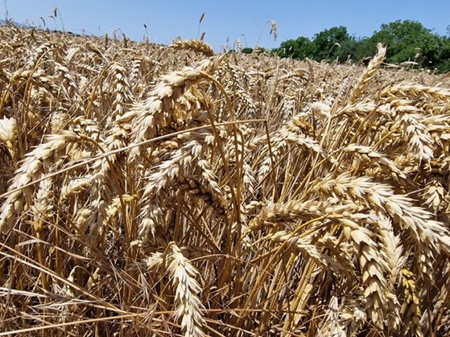 Румъния очаква рекордно производство на пшеница тази година, пише Блумбърг