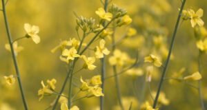 Турските власти предвиждат глоба от над 25 000 лева за откъсване на застрашено цвете