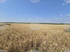 В област Враца се очакват средни добиви от пшеница 650 килограма и от ечемик 500 килограма от декар