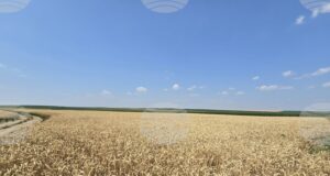 В област Враца се очакват средни добиви от пшеница 650 килограма и от ечемик 500 килограма от декар