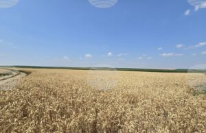 В област Враца се очакват средни добиви от пшеница 650 килограма и от ечемик 500 килограма от декар