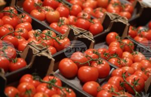 САЩ наложиха 17% мито върху мексиканските домати