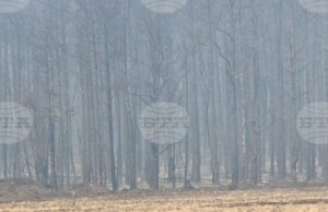 Единственият действащ пожар е този в Струмяни в Пирин, останалите са под контрол, каза главен комисар Николай Николов