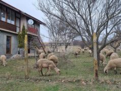 Заради констатирани в страната огнища на заболяването шарка по овцете и козите и в област Търговище се взимат конкретни мерки