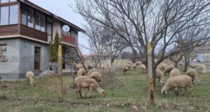 Заради констатирани в страната огнища на заболяването шарка по овцете и козите и в област Търговище се взимат конкретни мерки
