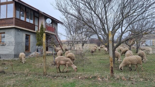 Заради констатирани в страната огнища на заболяването шарка по овцете и козите и в област Търговище се взимат конкретни мерки