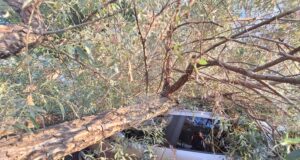 Заради паднало върху автомобил дърво движението по ул. „Одоровци“ в столичния кв. „Красна поляна“ е блокирано