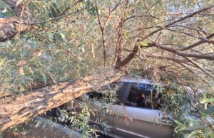 Заради паднало върху автомобил дърво движението по ул. „Одоровци“ в столичния кв. „Красна поляна“ е блокирано