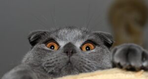 КОТКИ-ШПИОНИ