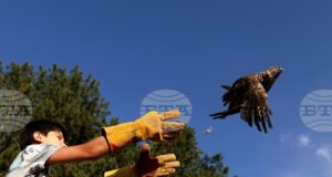 Общо осем грабливи птици бяха пуснати на свобода край Кремиковския манастир