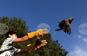 Общо осем грабливи птици бяха пуснати на свобода край Кремиковския манастир