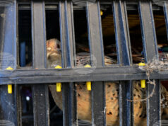Около 2000 фазана са били умъртвени в държавен развъдник в Елховско заради огнище на Нюкясълска болест