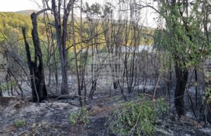 Потушен е пожарът в местността Стублата край Враца
