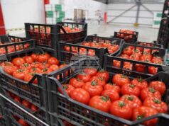 АТА: Албания отчита 9,1% ръст на износа на селскостопанска продукция през първите осем месеца на 2025 г.