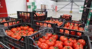 АТА: Албания отчита 9,1% ръст на износа на селскостопанска продукция през първите осем месеца на 2025 г.