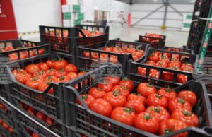 АТА: Албания отчита 9,1% ръст на износа на селскостопанска продукция през първите осем месеца на 2025 г.