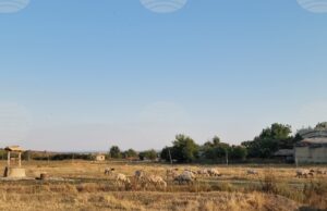 Областната епизоотична комисия в Пазарджик заседава извънредно след констатирано огнище на шарка по овцете в селата Овчеполци и Динката