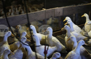 В Германия случаите на птичи грип продължават да се увеличават, предупреди институт по ветеринарна медицина