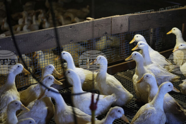 В Германия случаите на птичи грип продължават да се увеличават, В Германия случаите на птичи грип продължават да се увеличават, предупреди институт по ветеринарна медицина