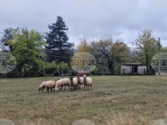 Националната овцевъдна и козевъдна асоциация изразява категоричното несъгласие на бранша с отказа от ваксинация срещу шарка по дребните преживни животни Националната овцевъдна и козевъдна асоциация изразява категоричното несъгласие на бранша с отказа от ваксинация срещу шарка по дребните преживни животни